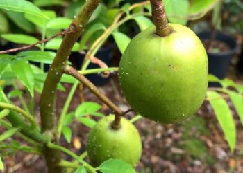 Growing Ambarella Fruit: A Guide to Growing June Plums from Seed