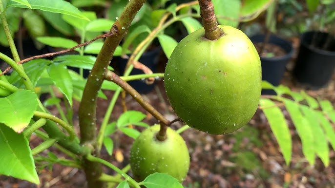 Growing Ambarella Fruit: A Guide to Growing June Plums from Seed